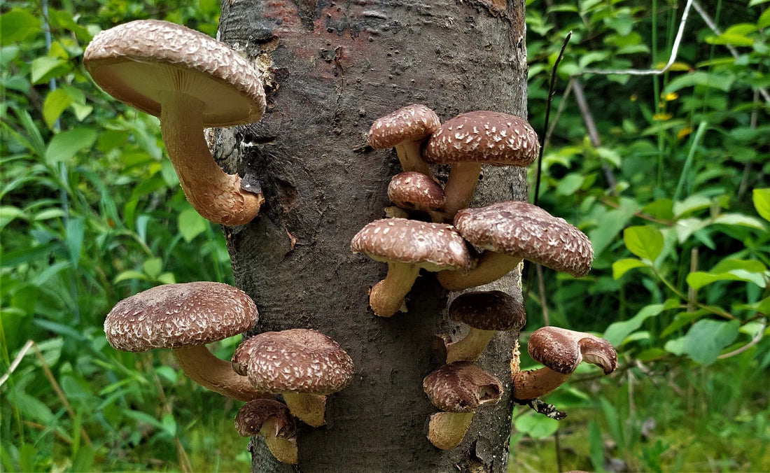 Shiitake y sistema inmune: lo que dice la ciencia sobre incorporar este hongo en tu dieta