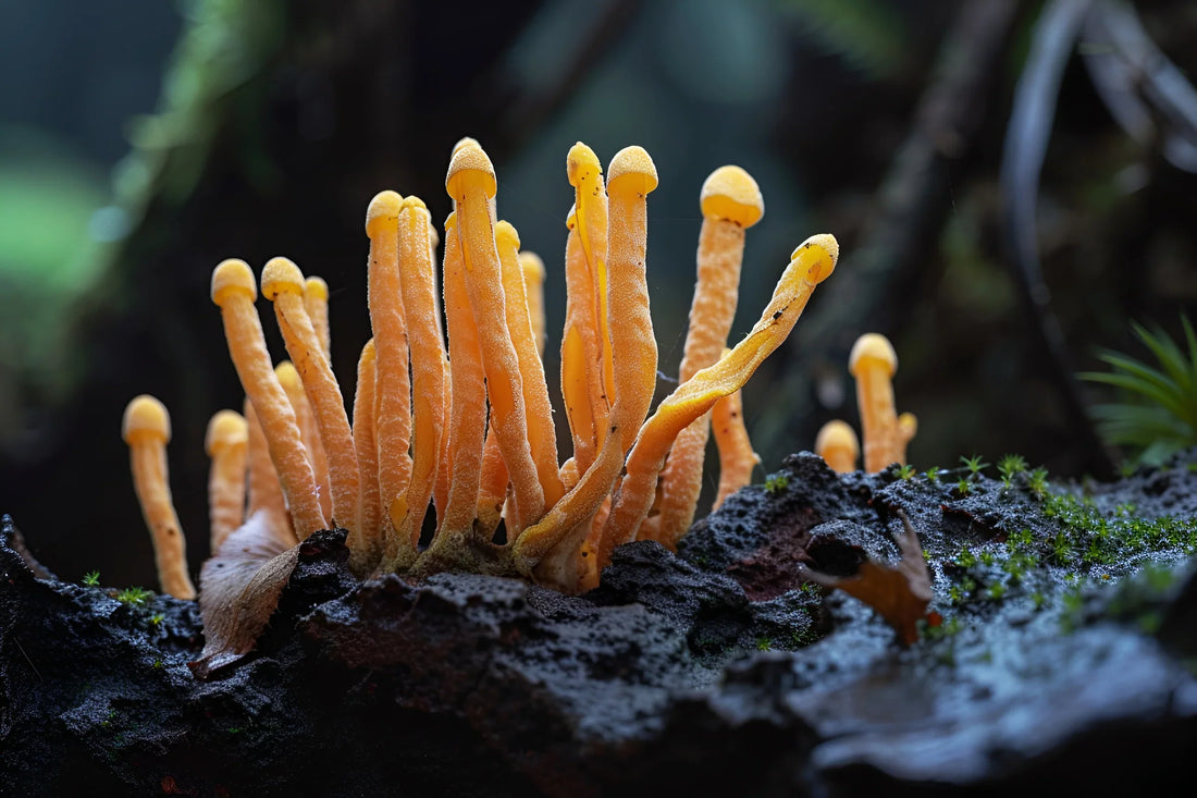 Cordyceps y músculo: cómo acelera la recuperación después del ejercicio