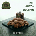 Kit Autocultivo Shiitake