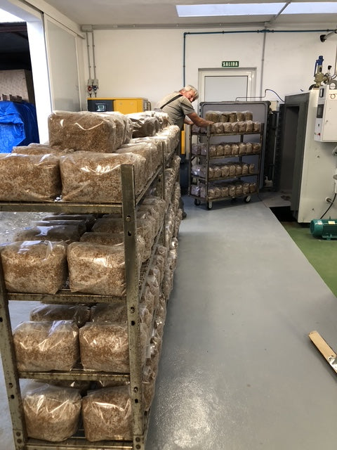 The substrate bags are loaded on racks and pushed into our autoclaves for sterilisation, together with the organic grain bags.