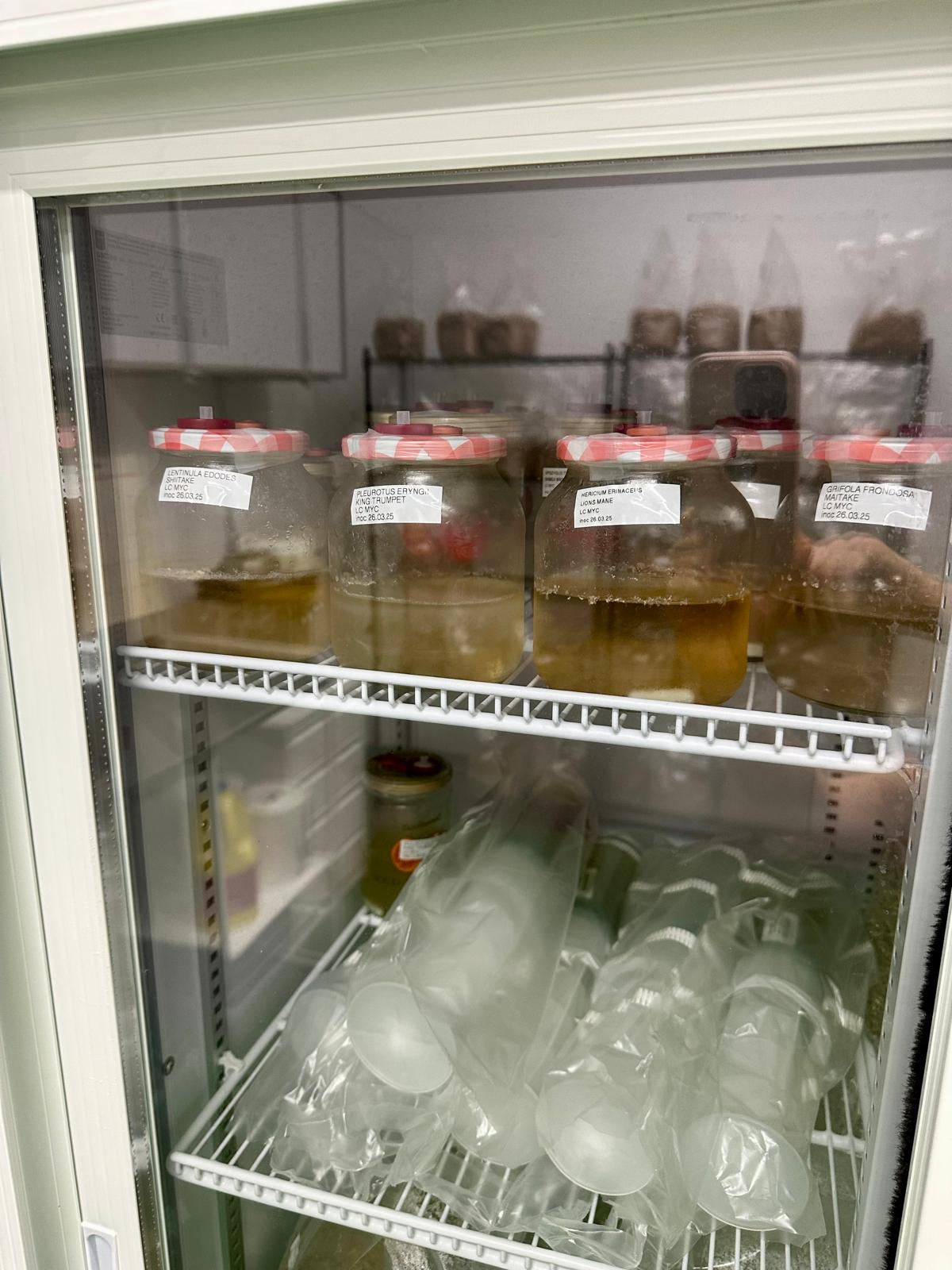 In the meantime, we maintain liquid cultures and produce grain spawn for different kinds of mushrooms in our laboratory.