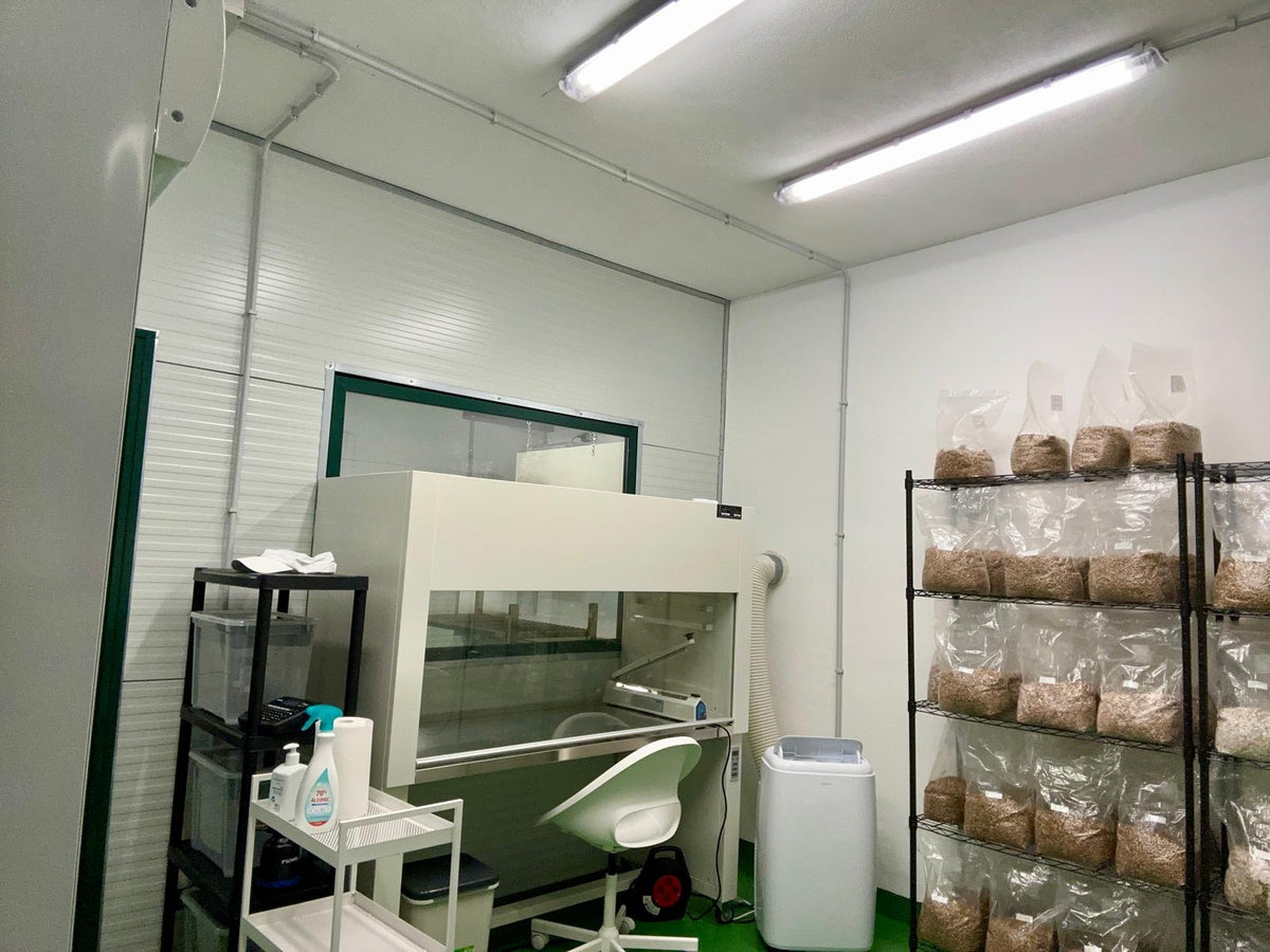 In the meantime, we maintain liquid cultures and produce grain spawn for different kinds of mushrooms in our laboratory.