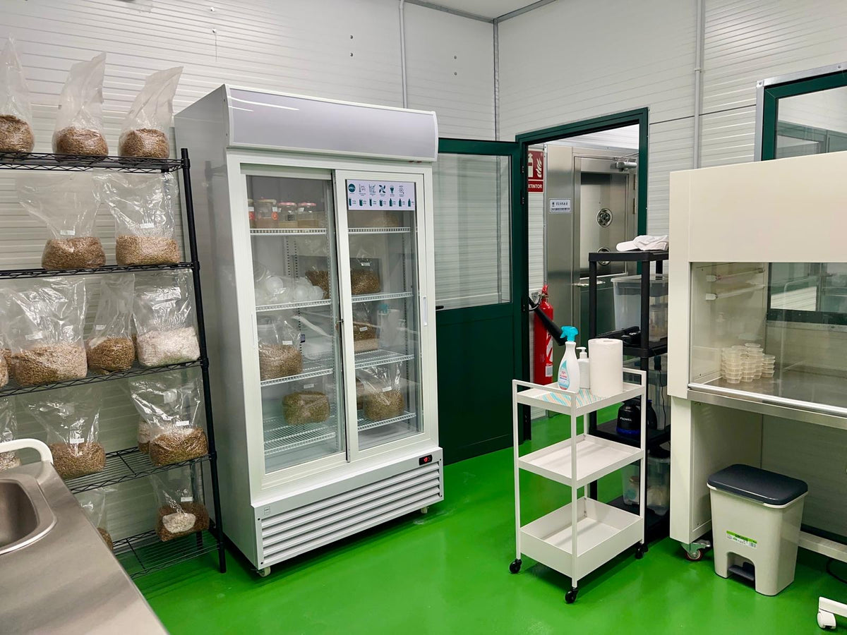 Ready spawn is refrigerated and later used to inoculate sterilised substrate in our inoculation room.