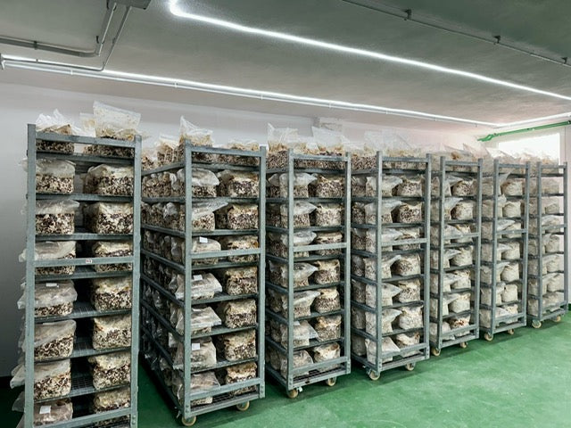 Once on racks, the substrate bags are incubated in incubation rooms. After the colonisation time has passed, the racks are transferred to grow rooms where the mushrooms start to pin.