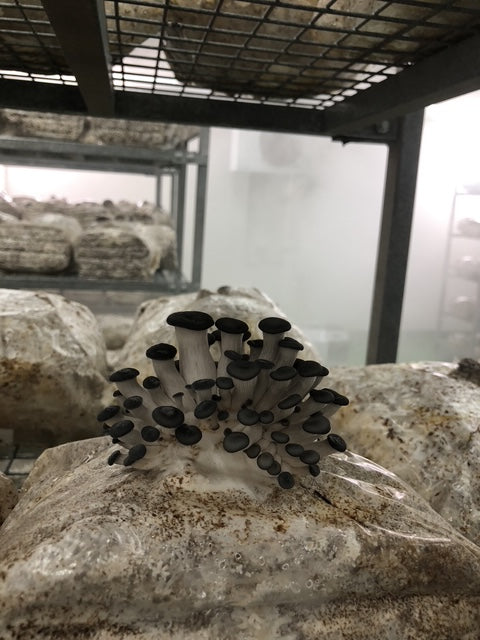 Once on racks, the substrate bags are incubated in incubation rooms. After the colonisation time has passed, the racks are transferred to grow rooms where the mushrooms start to pin.