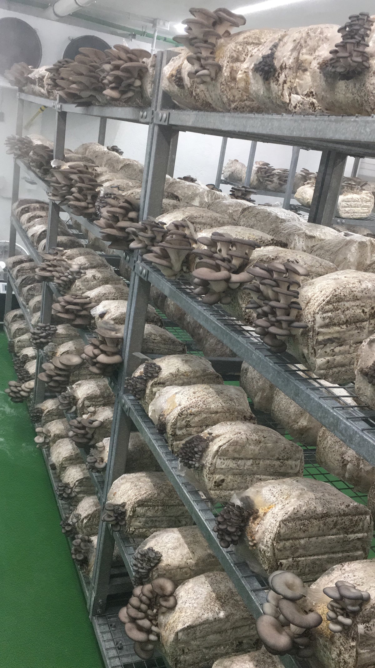 Racks of Oyster Mushrooms, Shiitake, King Oysters and Chestnut growing in our grow-rooms.