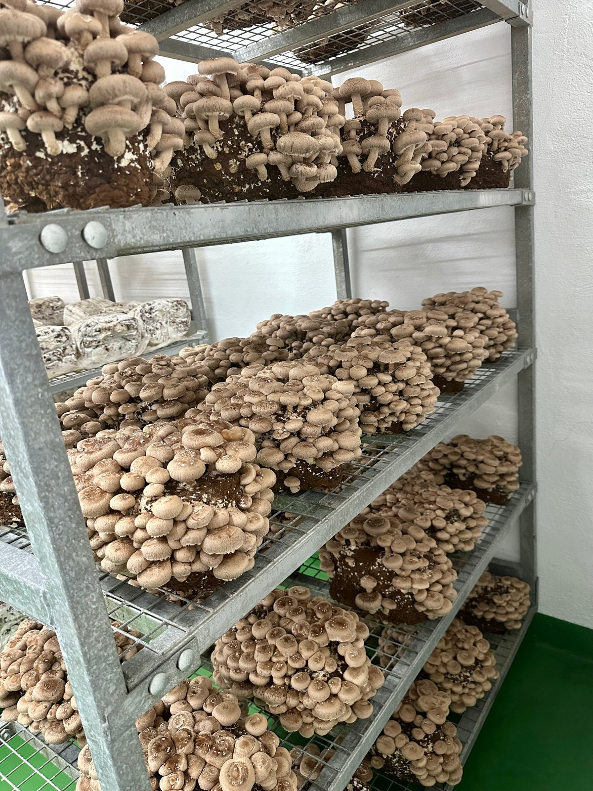 Racks of Oyster Mushrooms, Shiitake, King Oysters and Chestnut growing in our grow-rooms.