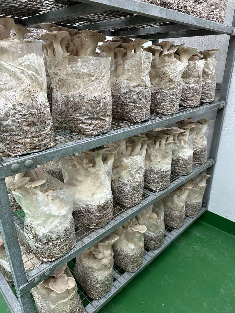 Racks of Oyster Mushrooms, Shiitake, King Oysters and Chestnut growing in our grow-rooms.