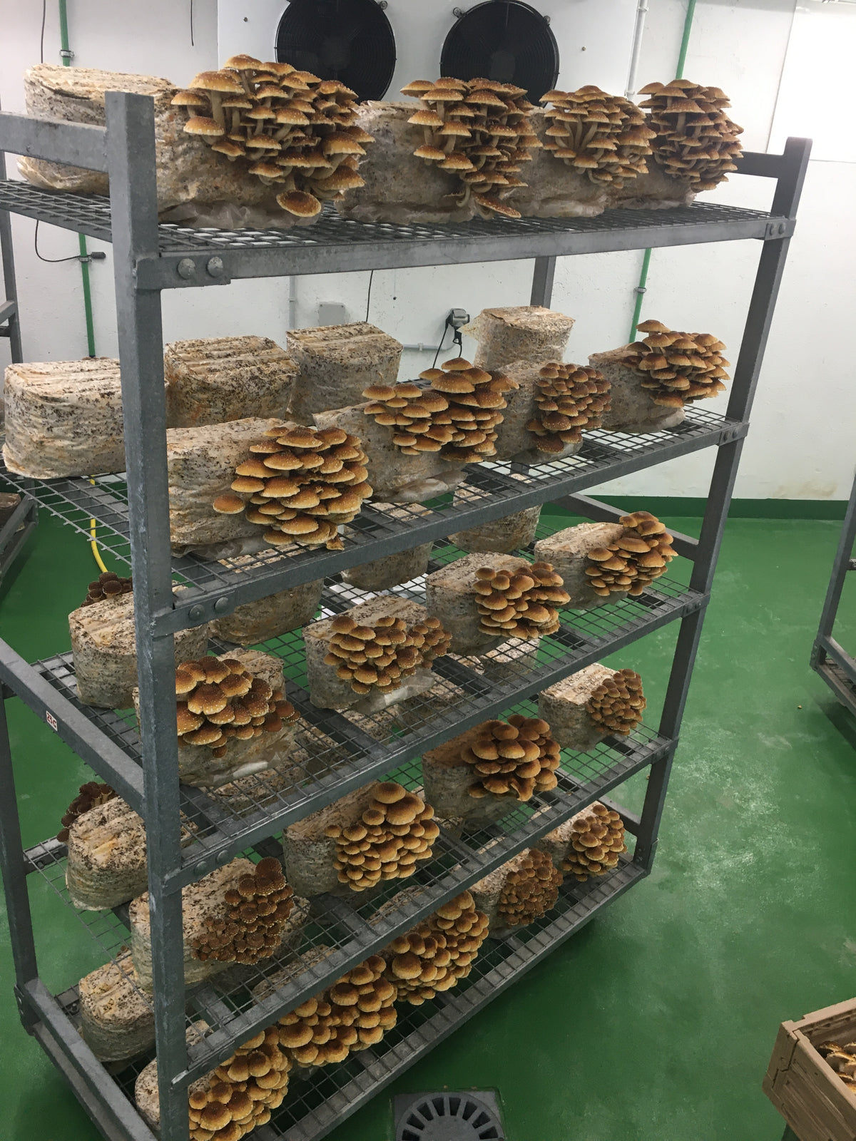 Racks of Oyster Mushrooms, Shiitake, King Oysters and Chestnut growing in our grow-rooms.