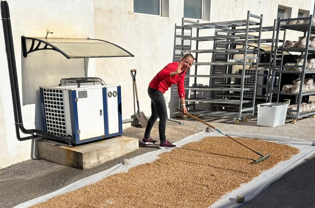 We start our production process with soaking and drying organic grain for spawn and chopping hardwood for substrate.